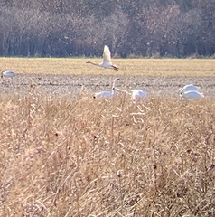 Cygnus columbianus
