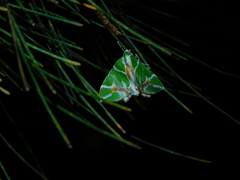 Chlorodes boisduvalaria