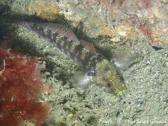 Gobius xanthocephalus