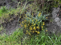 Helichrysum splendidum