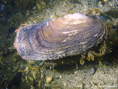 Lutraria angustior