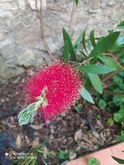 Melaleuca citrina
