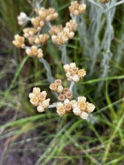 Helichrysum appendiculatum