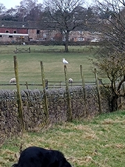 Chroicocephalus ridibundus