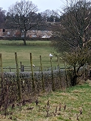 Chroicocephalus ridibundus