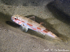 Mullus barbatus