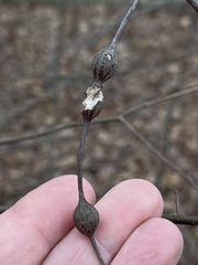 Neolasioptera vitinea