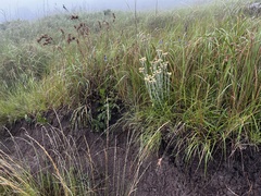 Helichrysum appendiculatum