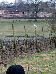 Chroicocephalus ridibundus