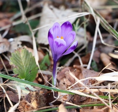 Crocus heuffelianus