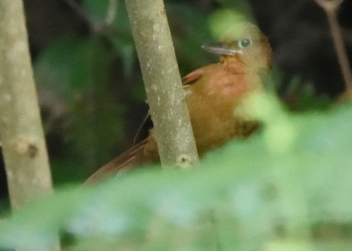 Santa Marta Foliage-gleaner (Clibanornis rufipectus), photo 3