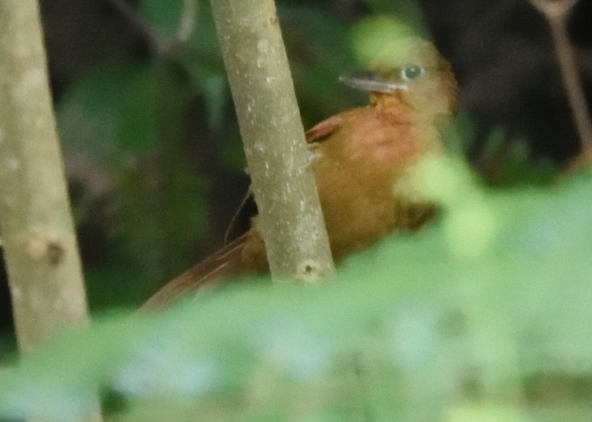 Santa Marta Foliage-gleaner (Clibanornis rufipectus), photo 2