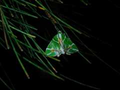 Chlorodes boisduvalaria