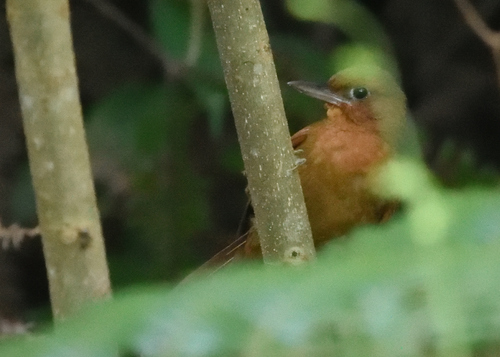 Santa Marta Foliage-gleaner (Clibanornis rufipectus), photo 6