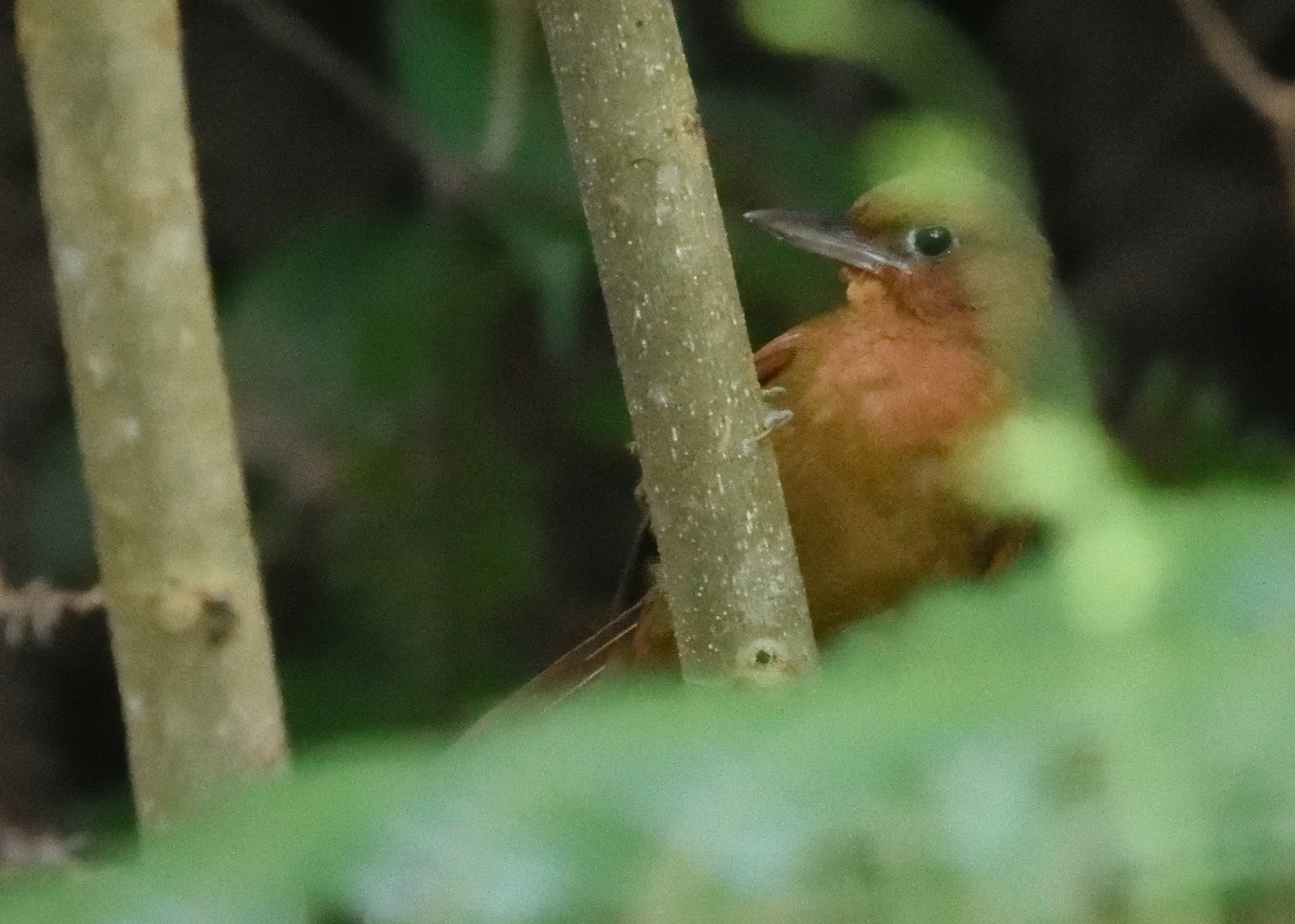 Santa Marta Foliage-gleaner (Clibanornis rufipectus), photo 1