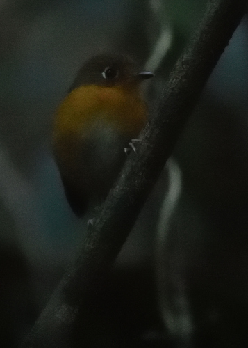 Rusty-breasted Antpitta (Grallaricula ferrugineipectus), photo 9