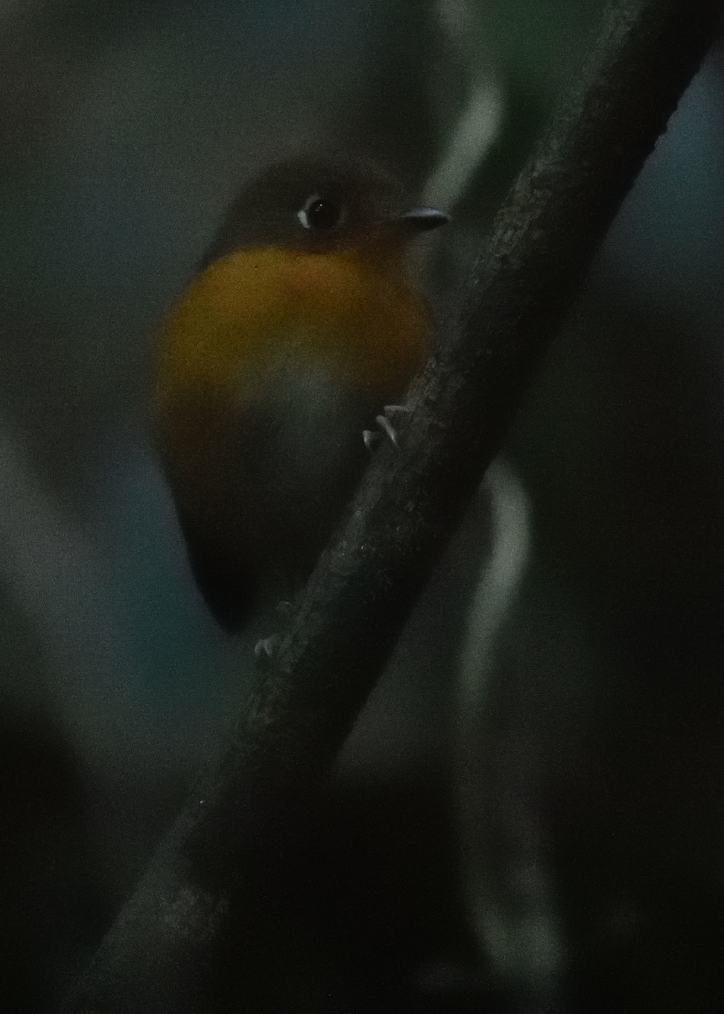 Rusty-breasted Antpitta (Grallaricula ferrugineipectus), photo 6