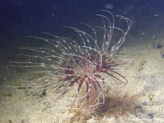 Pachycerianthus solitarius