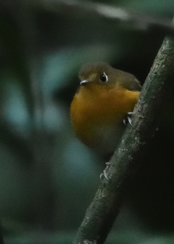 Rusty-breasted Antpitta (Grallaricula ferrugineipectus), photo 8