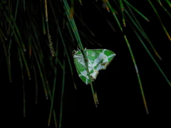 Chlorodes boisduvalaria