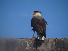 Caracara plancus