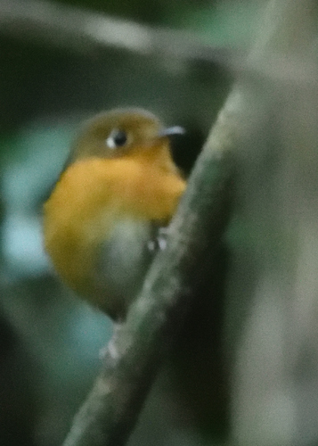 Rusty-breasted Antpitta (Grallaricula ferrugineipectus), photo 5