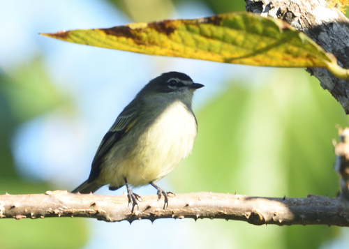Spectacled Tyrannulet (Zimmerius improbus), photo 5