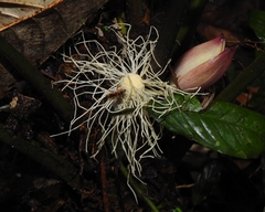Asplundia brachyphylla