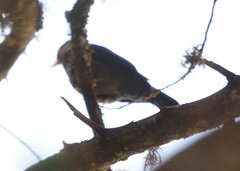 Turdus flavipes