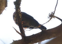 Turdus flavipes