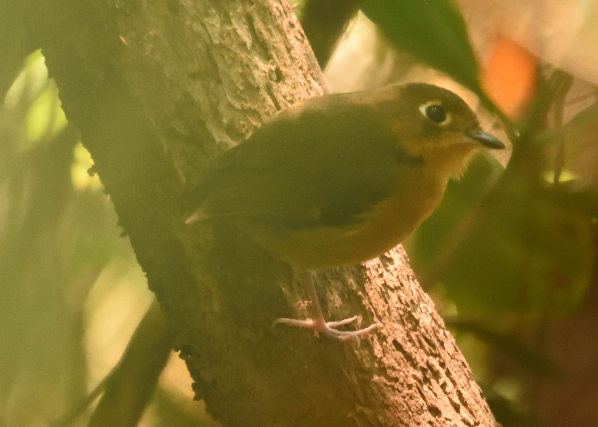 Rusty-breasted Antpitta (Grallaricula ferrugineipectus), photo 3