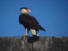 Caracara plancus