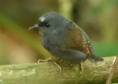 Scytalopus sanctaemartae