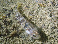 Pomatoschistus pictus