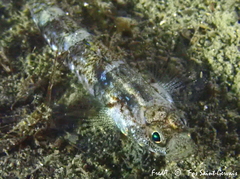 Pomatoschistus pictus