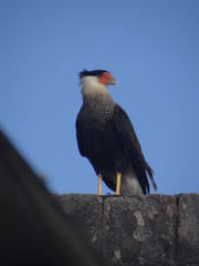 Caracara plancus