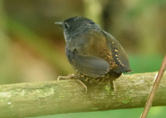 Scytalopus sanctaemartae