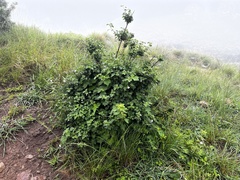 Pavonia columella
