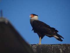 Caracara plancus