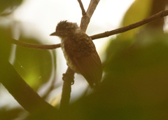 Picumnus squamulatus