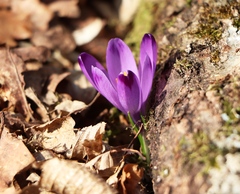 Crocus heuffelianus