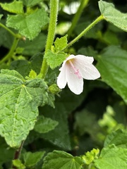 Pavonia columella