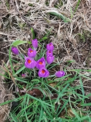 Crocus vernus