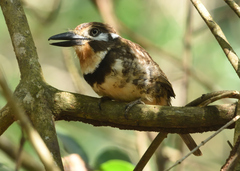 Hypnelus ruficollis
