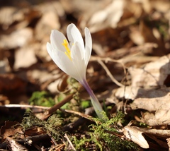Crocus heuffelianus