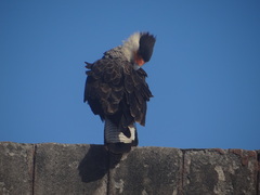 Caracara plancus
