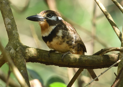 Hypnelus ruficollis