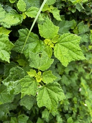 Pavonia columella