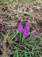 Crocus vernus