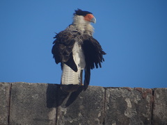 Caracara plancus